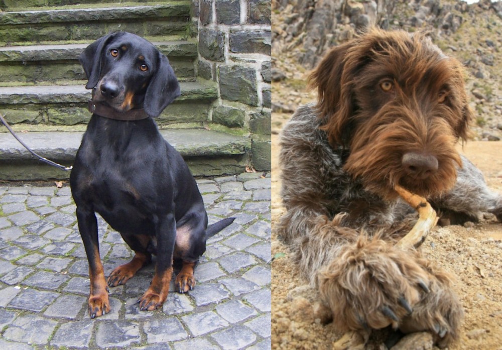 Wirehaired Pointing Griffon vs Austrian Black and Tan Hound - Breed Comparison