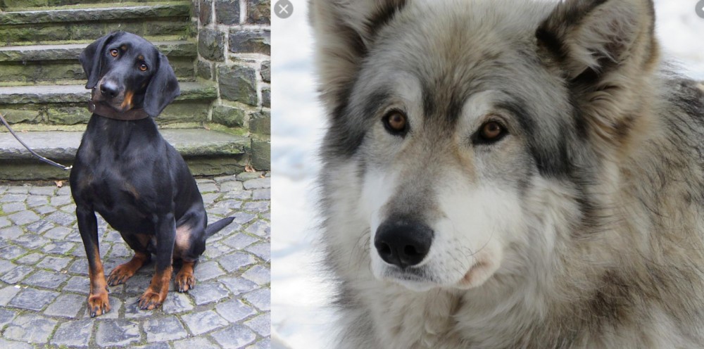 Wolfdog vs Austrian Black and Tan Hound - Breed Comparison