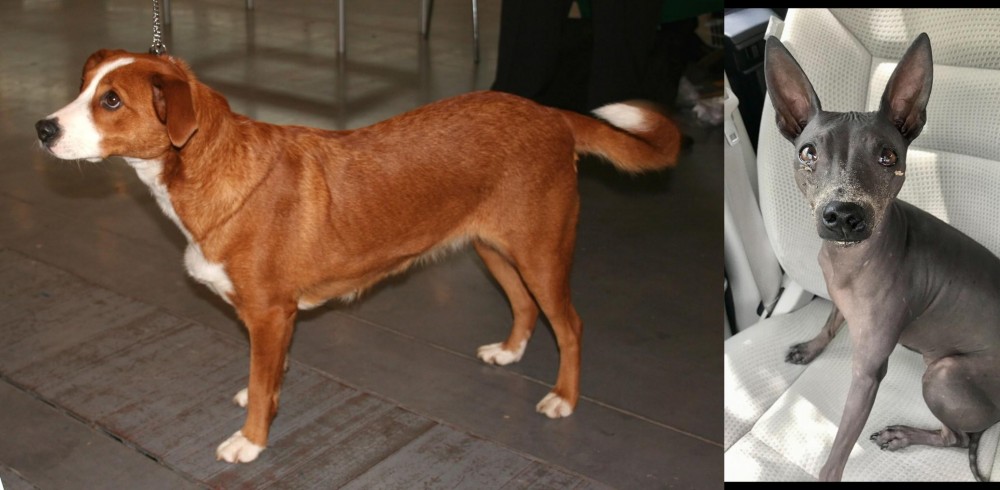 American Hairless Terrier vs Austrian Pinscher - Breed Comparison