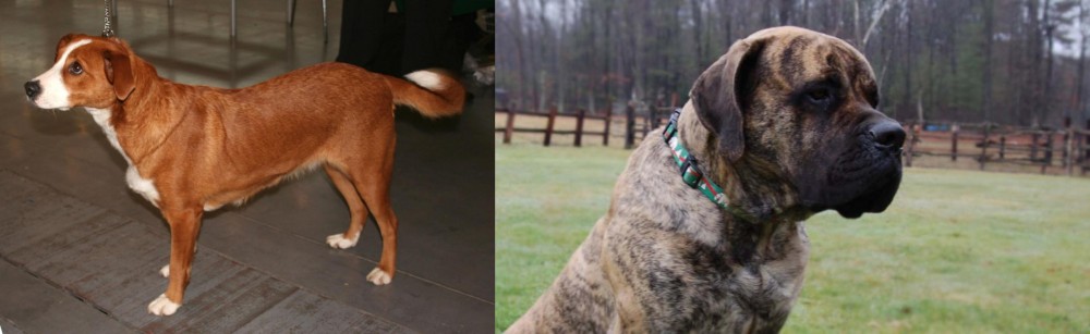 American Mastiff vs Austrian Pinscher - Breed Comparison