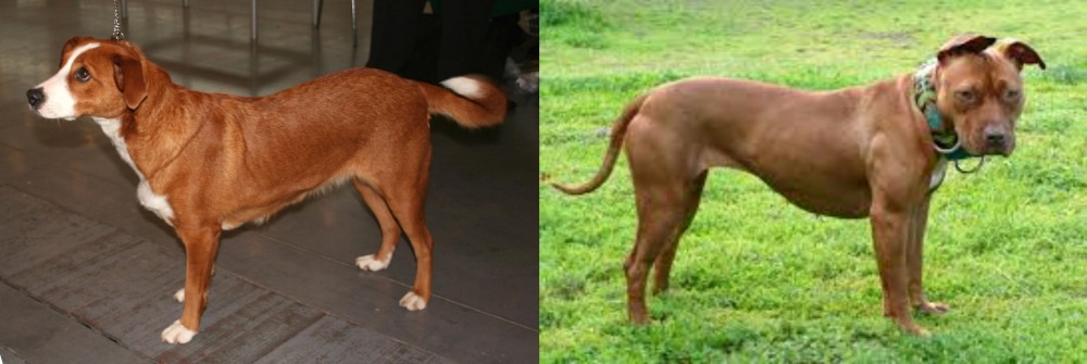 American Pit Bull Terrier vs Austrian Pinscher - Breed Comparison