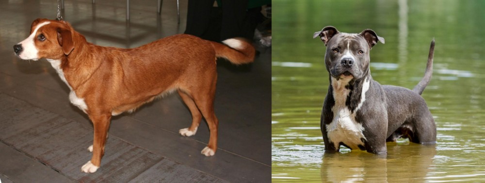 American Staffordshire Terrier vs Austrian Pinscher - Breed Comparison