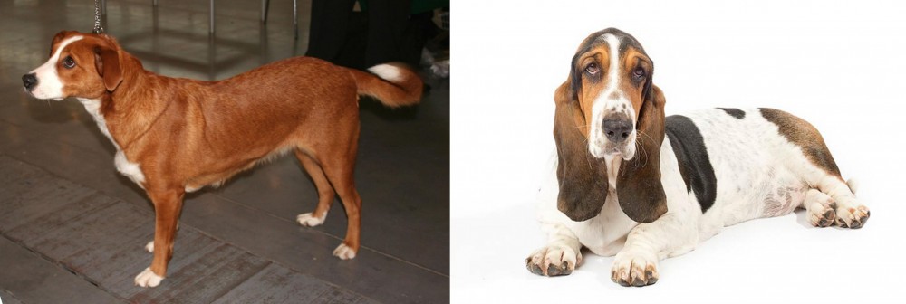 Basset Hound vs Austrian Pinscher - Breed Comparison