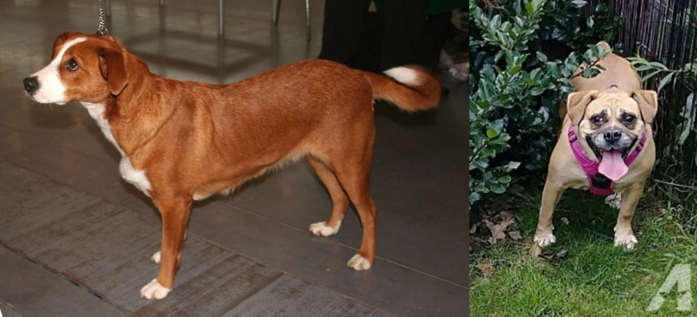 Beabull vs Austrian Pinscher - Breed Comparison