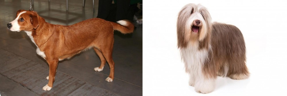Bearded Collie vs Austrian Pinscher - Breed Comparison