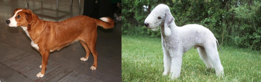 Bedlington Terrier vs Austrian Pinscher - Breed Comparison