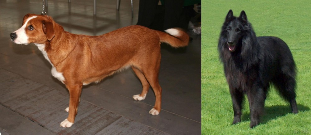 Belgian Shepherd Dog (Groenendael) vs Austrian Pinscher - Breed Comparison