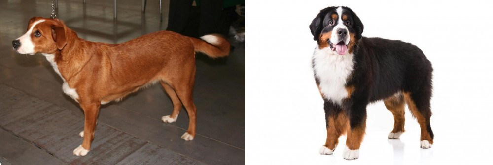 Bernese Mountain Dog vs Austrian Pinscher - Breed Comparison