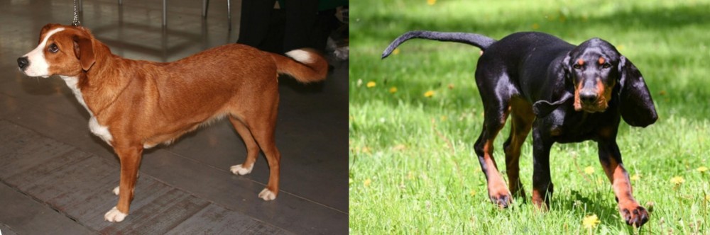 Black and Tan Coonhound vs Austrian Pinscher - Breed Comparison