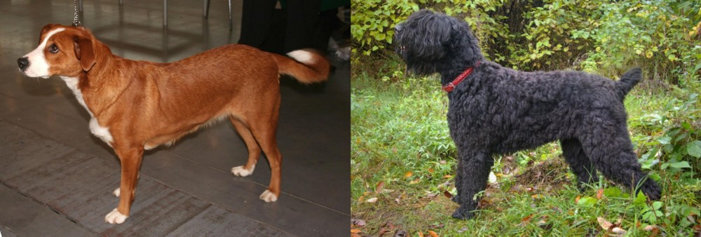 Black Russian Terrier vs Austrian Pinscher - Breed Comparison