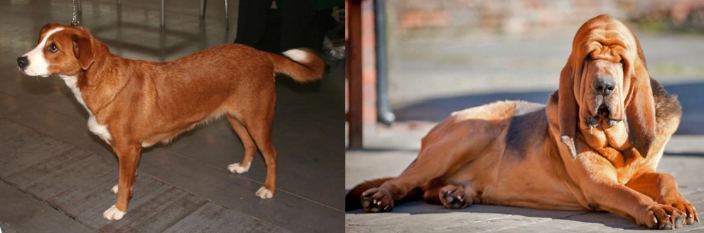 Bloodhound vs Austrian Pinscher - Breed Comparison