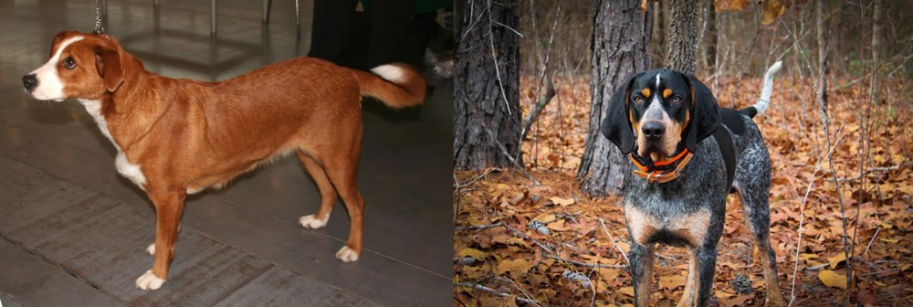 Bluetick Coonhound vs Austrian Pinscher - Breed Comparison
