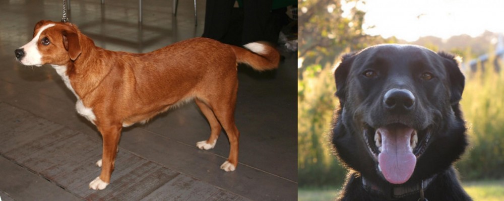 Borador vs Austrian Pinscher - Breed Comparison