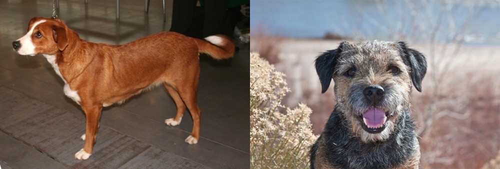 Border Terrier vs Austrian Pinscher - Breed Comparison