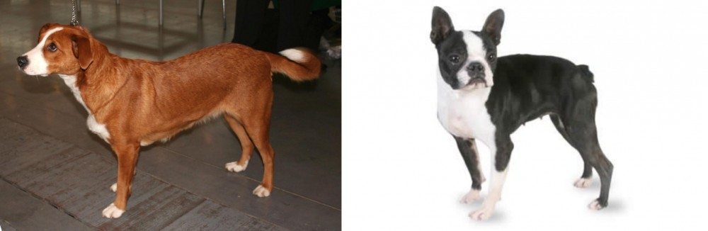 Boston Terrier vs Austrian Pinscher - Breed Comparison