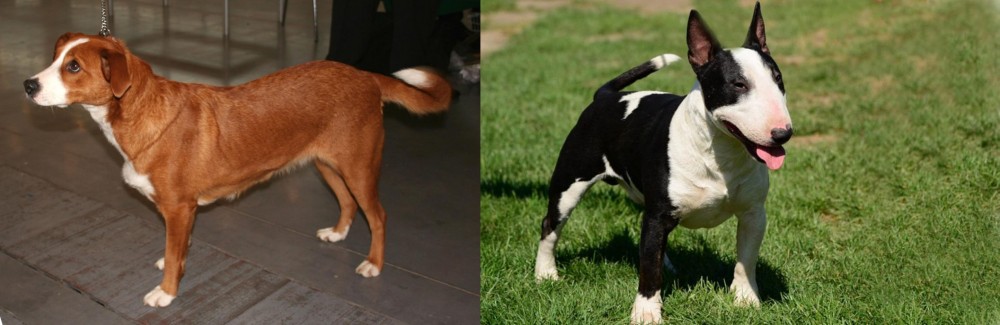 Bull Terrier Miniature vs Austrian Pinscher - Breed Comparison