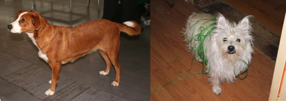 Cairland Terrier vs Austrian Pinscher - Breed Comparison