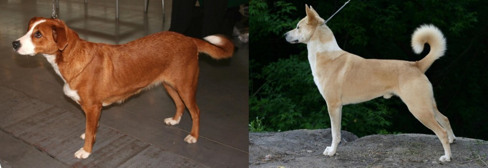 Canaan Dog vs Austrian Pinscher - Breed Comparison