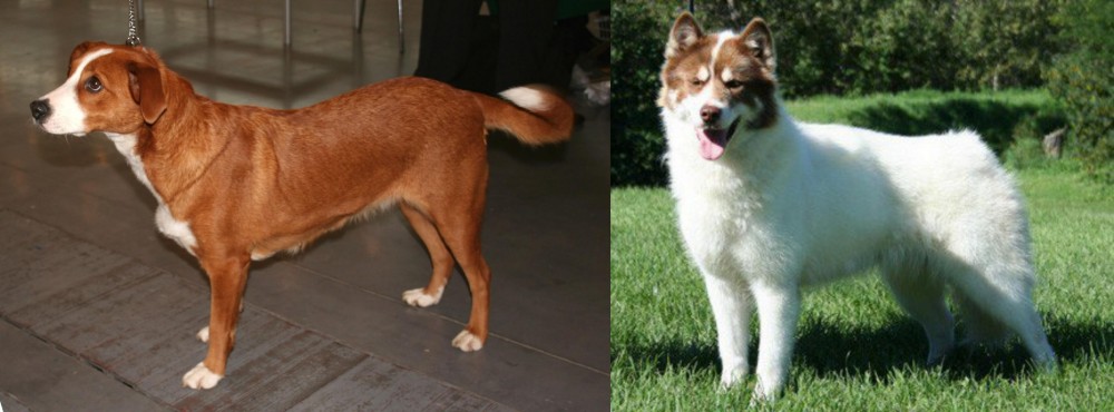 Canadian Eskimo Dog vs Austrian Pinscher - Breed Comparison
