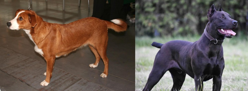 Canis Panther vs Austrian Pinscher - Breed Comparison