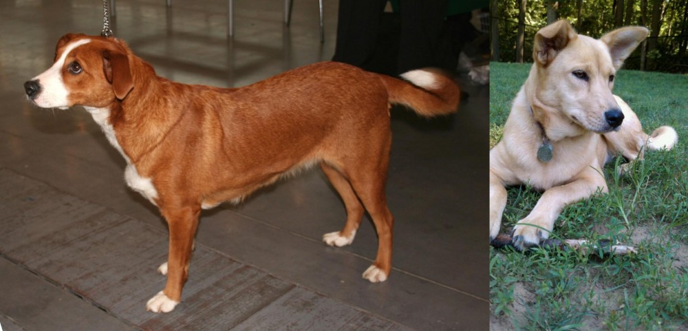 Carolina Dog vs Austrian Pinscher - Breed Comparison