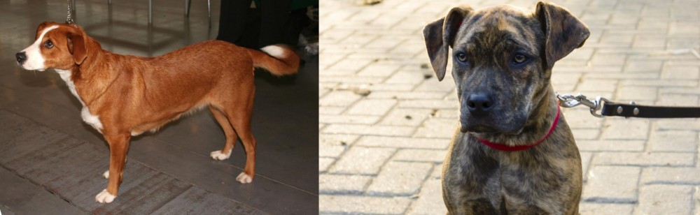 Catahoula Bulldog vs Austrian Pinscher - Breed Comparison