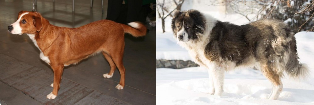 Caucasian Shepherd vs Austrian Pinscher - Breed Comparison