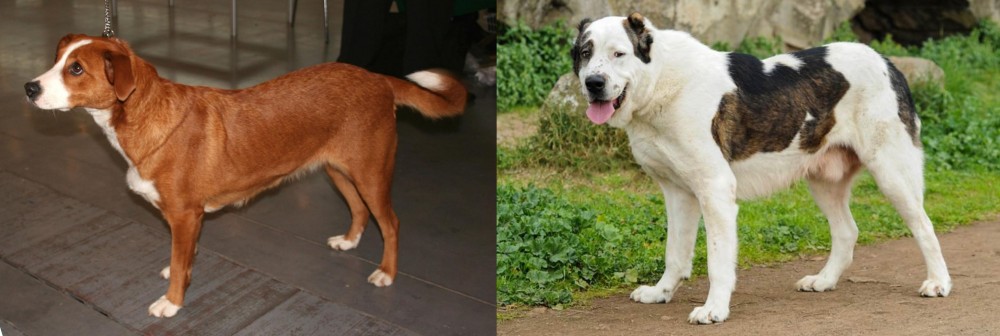 Central Asian Shepherd vs Austrian Pinscher - Breed Comparison