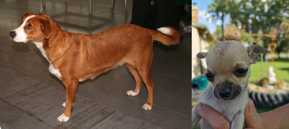 Chihuahua vs Austrian Pinscher - Breed Comparison
