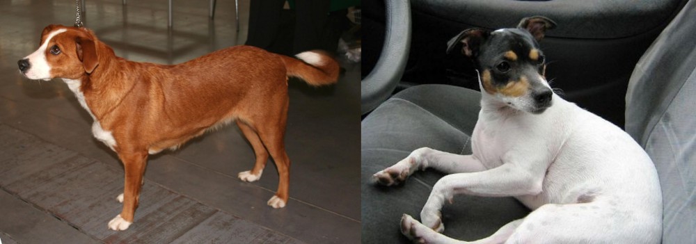Chilean Fox Terrier vs Austrian Pinscher - Breed Comparison