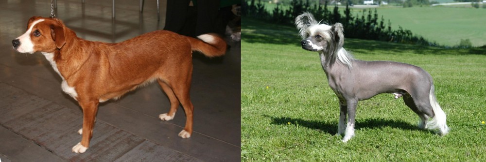 Chinese Crested Dog vs Austrian Pinscher - Breed Comparison