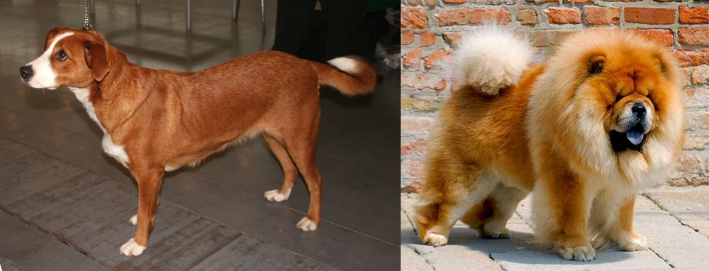 Chow Chow vs Austrian Pinscher - Breed Comparison