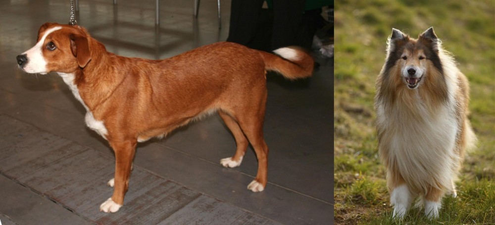 Collie vs Austrian Pinscher - Breed Comparison