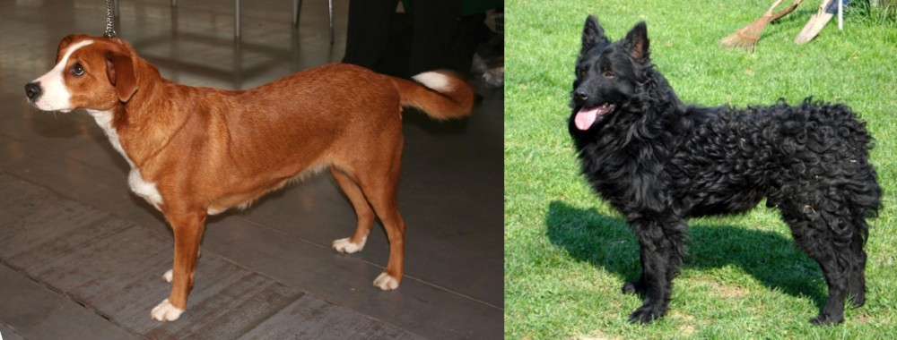 Croatian Sheepdog vs Austrian Pinscher - Breed Comparison