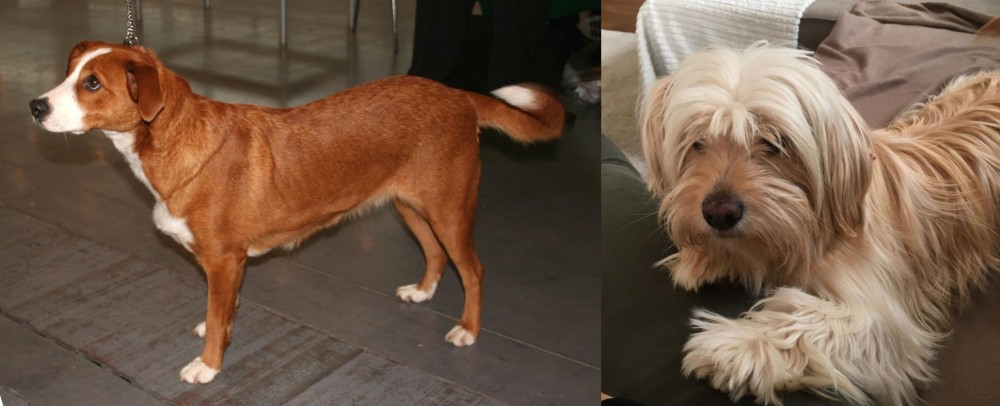 Cyprus Poodle vs Austrian Pinscher - Breed Comparison