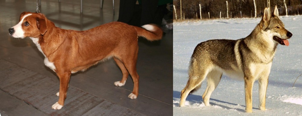 Czechoslovakian Wolfdog vs Austrian Pinscher - Breed Comparison