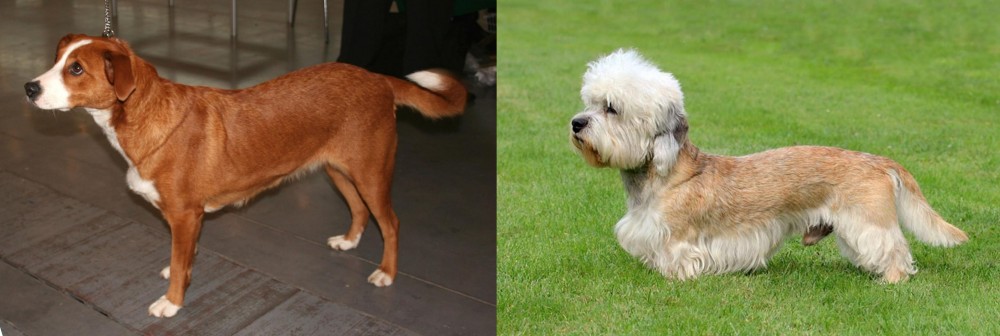 Dandie Dinmont Terrier vs Austrian Pinscher - Breed Comparison