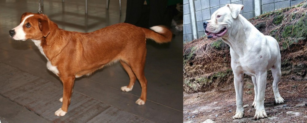 Dogo Guatemalteco vs Austrian Pinscher - Breed Comparison