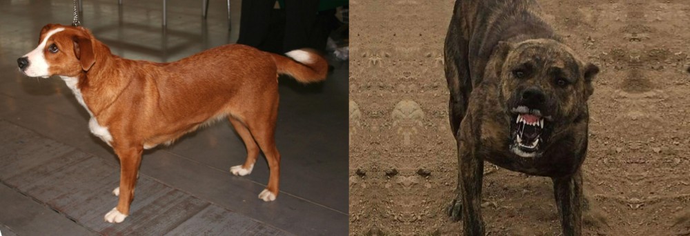 Dogo Sardesco vs Austrian Pinscher - Breed Comparison