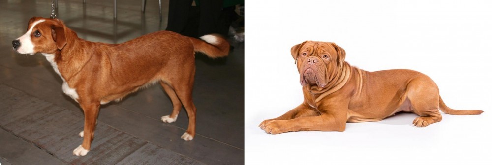 Dogue De Bordeaux vs Austrian Pinscher - Breed Comparison