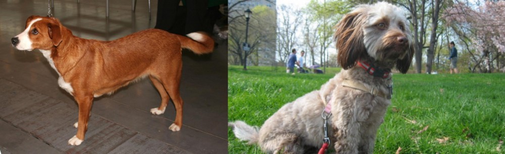Doxiepoo vs Austrian Pinscher - Breed Comparison