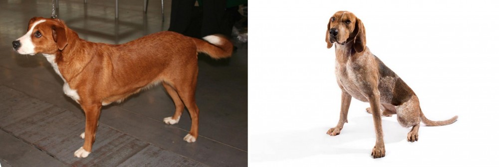 English Coonhound vs Austrian Pinscher - Breed Comparison
