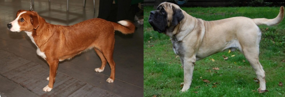 English Mastiff vs Austrian Pinscher - Breed Comparison