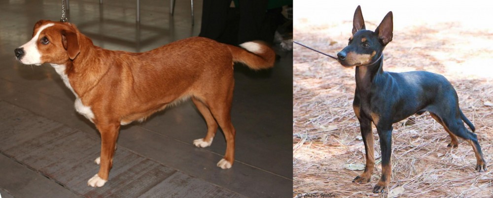 English Toy Terrier (Black & Tan) vs Austrian Pinscher - Breed Comparison