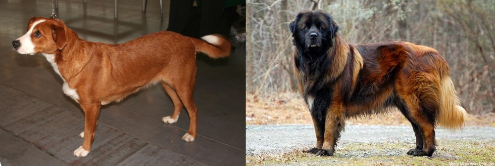 Estrela Mountain Dog vs Austrian Pinscher - Breed Comparison