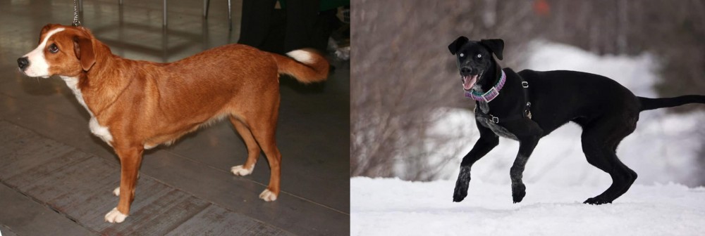 Eurohound vs Austrian Pinscher - Breed Comparison