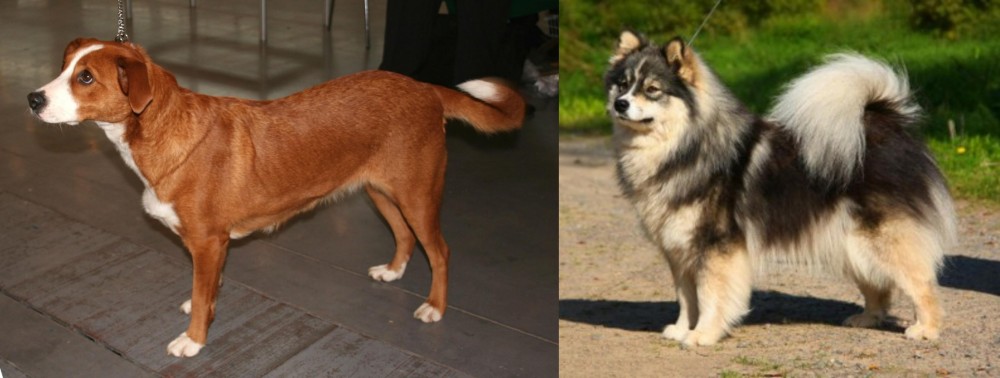 Finnish Lapphund vs Austrian Pinscher - Breed Comparison