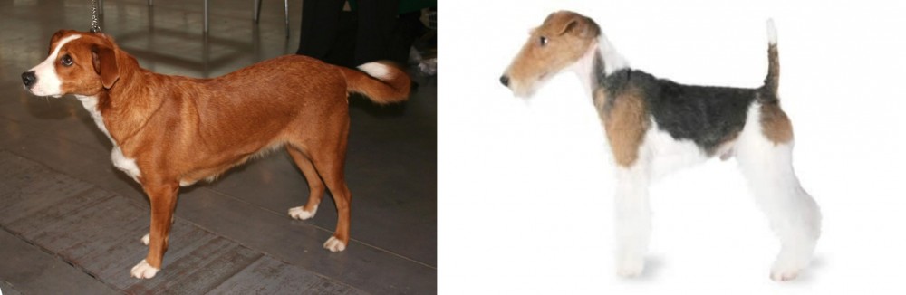 Fox Terrier vs Austrian Pinscher - Breed Comparison