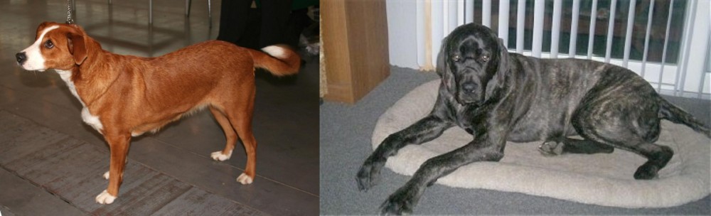 Giant Maso Mastiff vs Austrian Pinscher - Breed Comparison