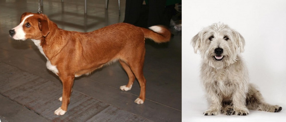 Glen of Imaal Terrier vs Austrian Pinscher - Breed Comparison